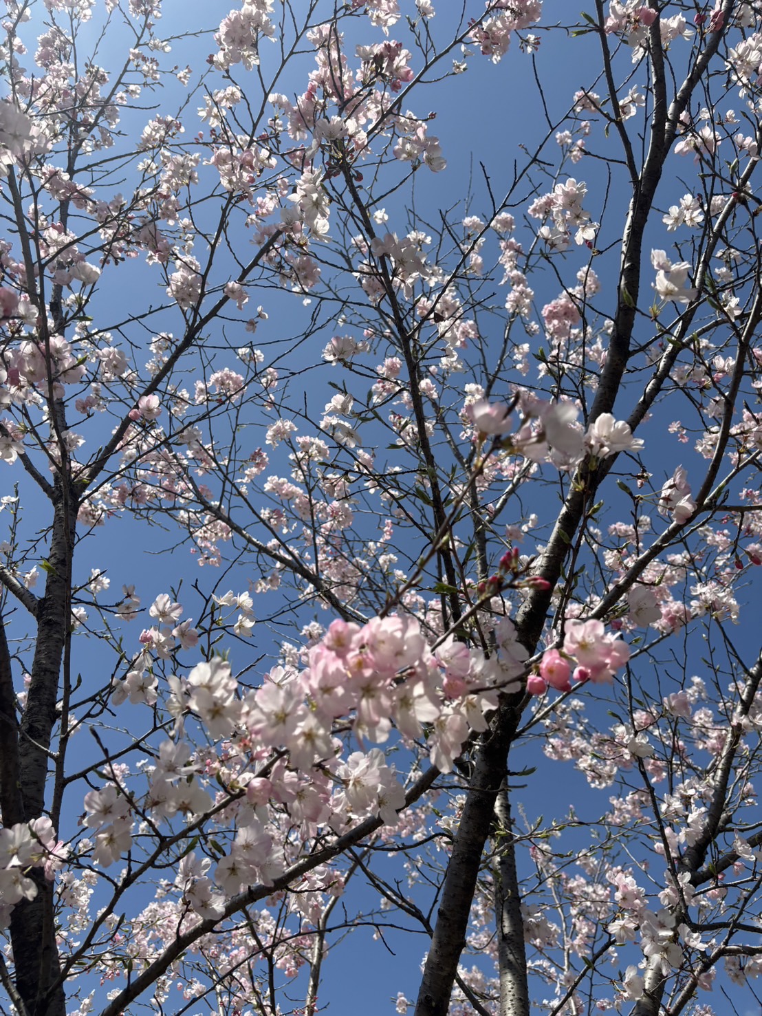 向井です(*^^*)

桜終の画像
